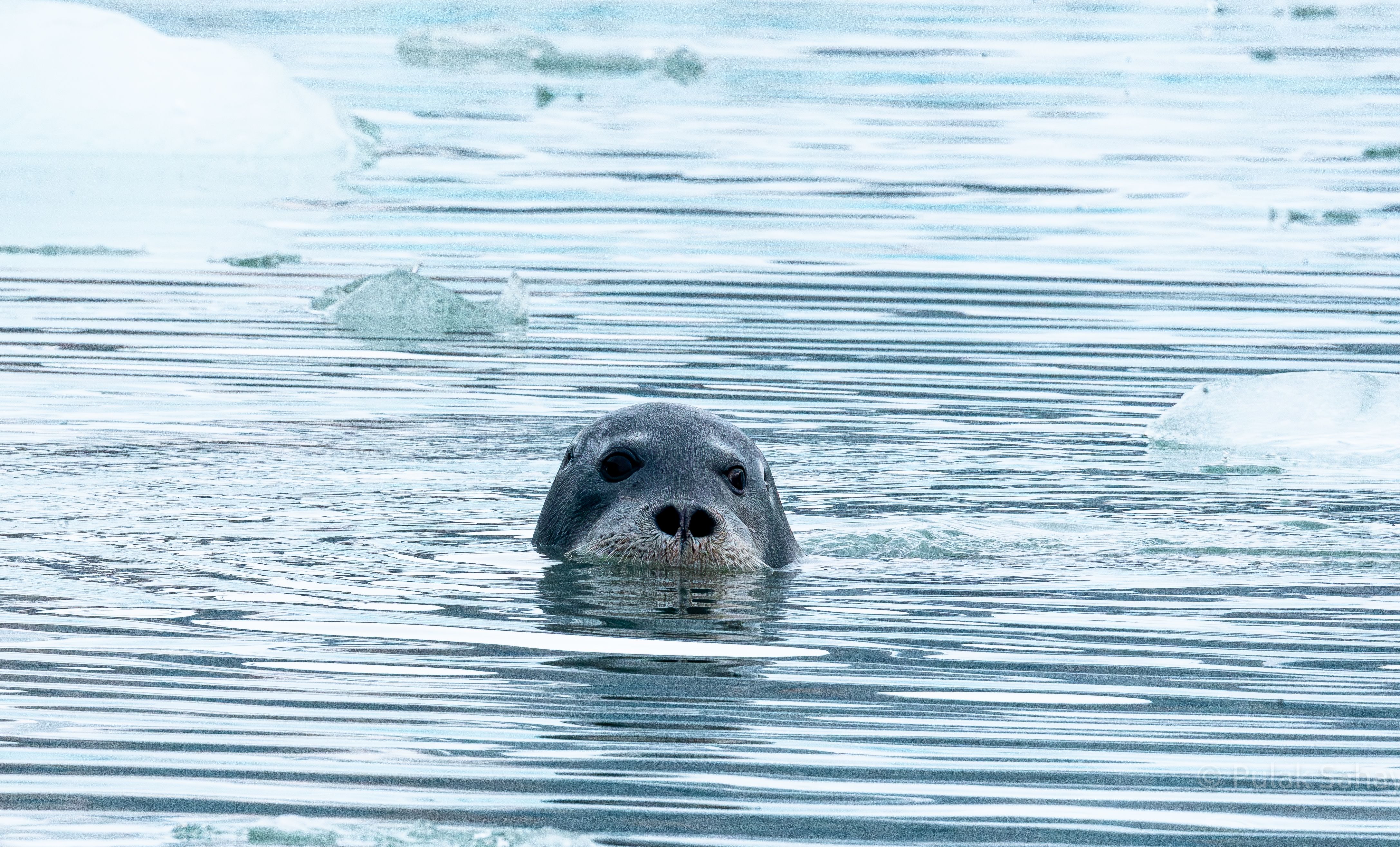 Submerged Seal